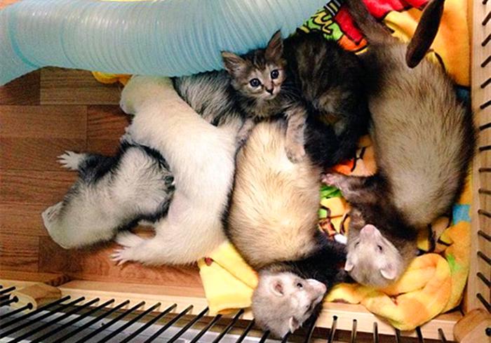 流浪猫与狗相处,流浪猫看到雪貂