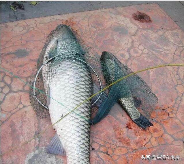 南京江北钓鱼野钓地点推荐,南京钓鱼地点推荐野钓