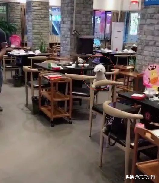 网友带狗狗回家过年,网友带狗狗去哈尔滨