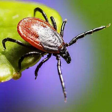 狗狗两腿内侧突然起红疹,狗狗身上起红疹用什么药