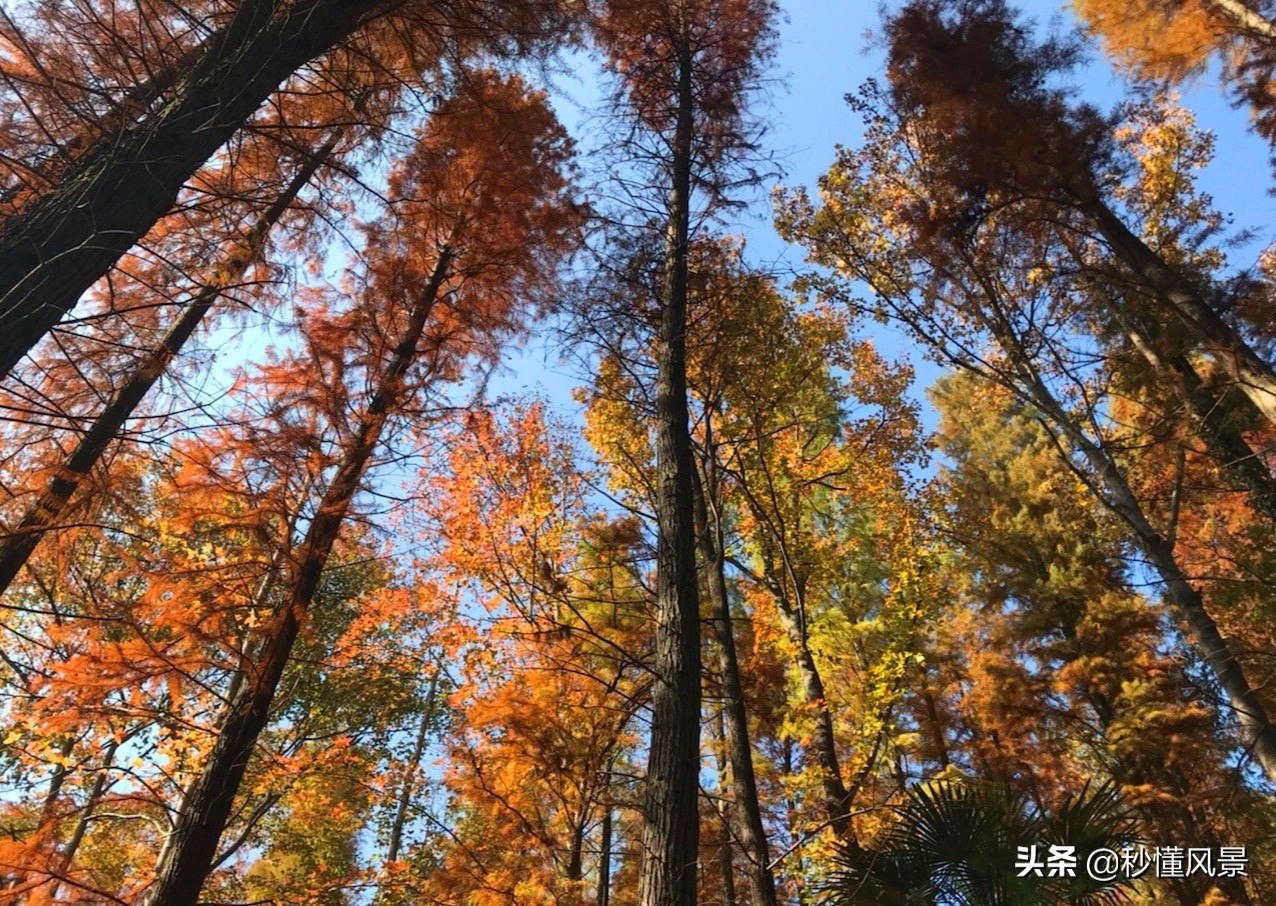 杭州，也有一个“九寨沟”，它依山傍水而且能感受一叶知秋的美丽