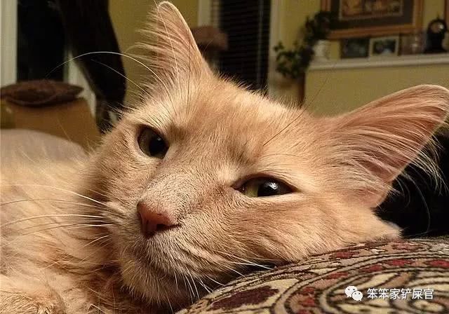 猫咪挑食饿两三天就好了,猫咪挑食饿几天会好吗