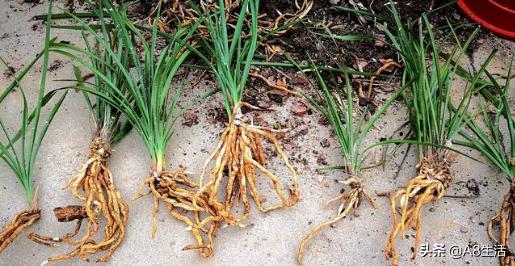 每日一品中国兰花春兰,每日一品完整视频