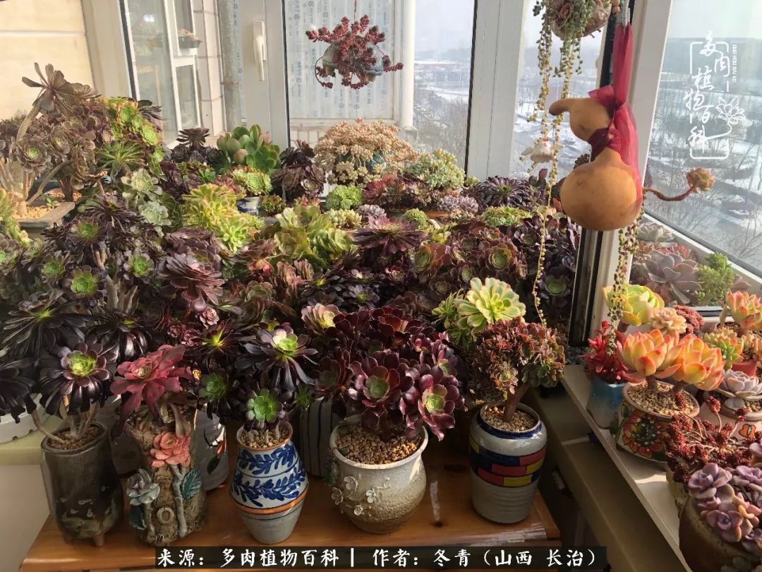 阳台养多肉徒长怎么办,阳台养多肉养殖方法和注意事项