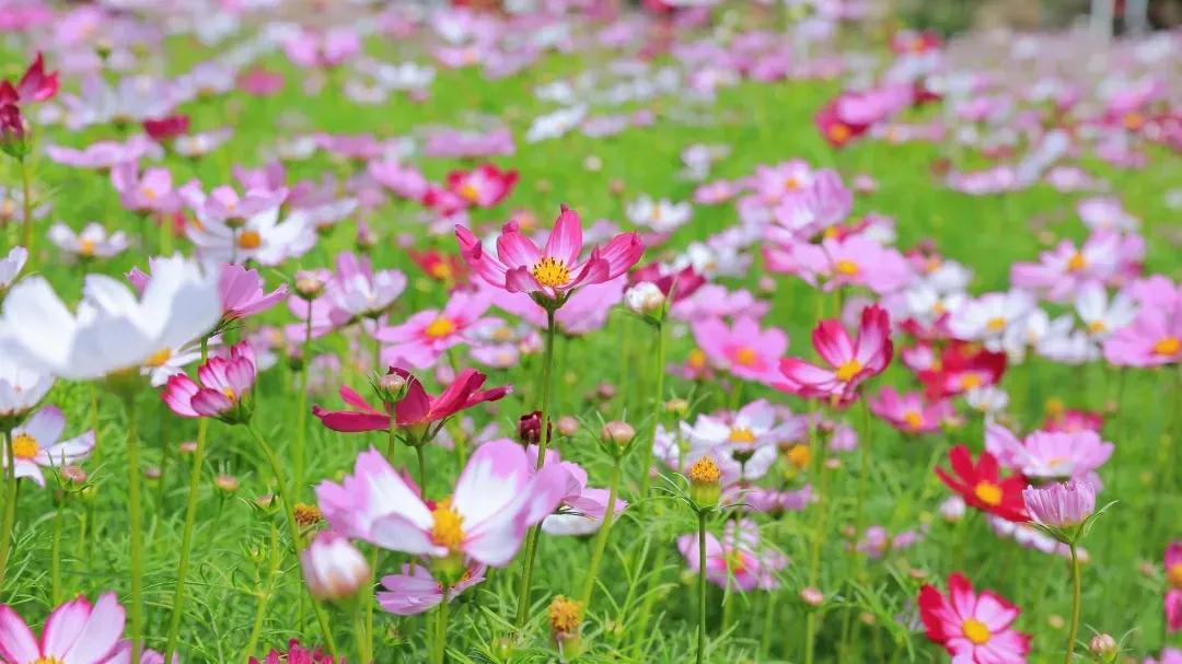 厦门香山有什么风景,厦门翔安必去8个景点香山