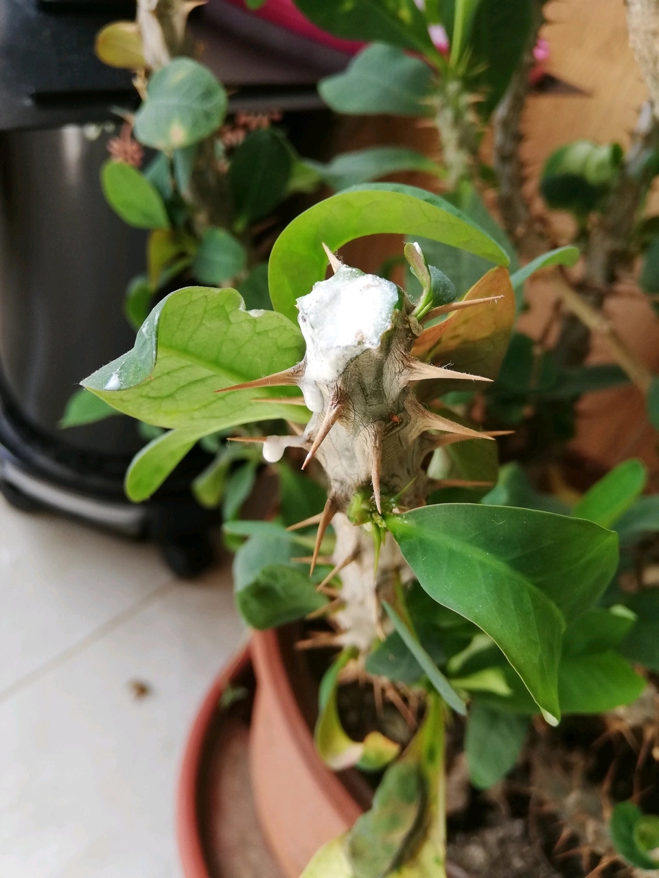 一帆风顺花有毒吗对小孩有影响吗,气味对身体有害的盆栽花卉