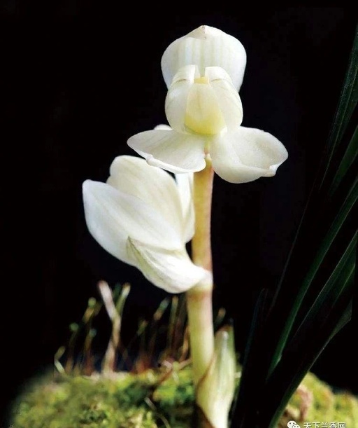 世界十大罕见花卉,世界名贵花卉高清大图