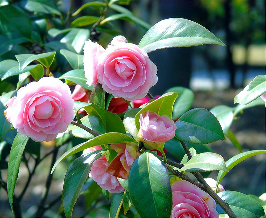 散发花香的盆栽花卉,适合室内盆栽常开花有花香的花卉