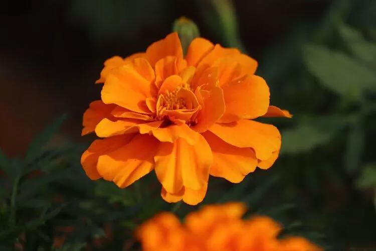 孔雀草叶,孔雀草花色艳丽