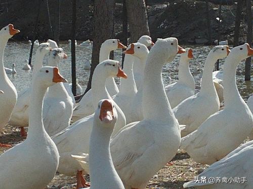 养鹅技术新手入行,新手如何入行养鹅