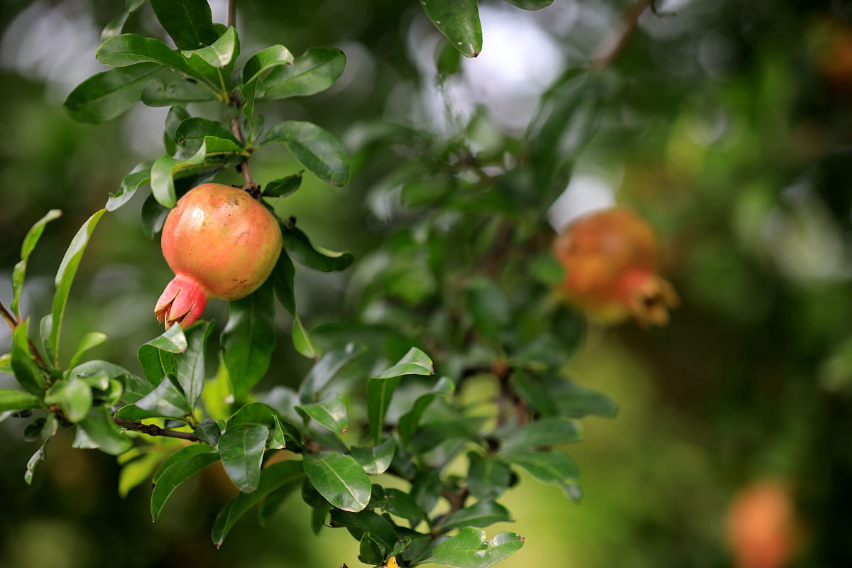 水果多子多福除了石榴还有什么,石榴为什么多子多孙
