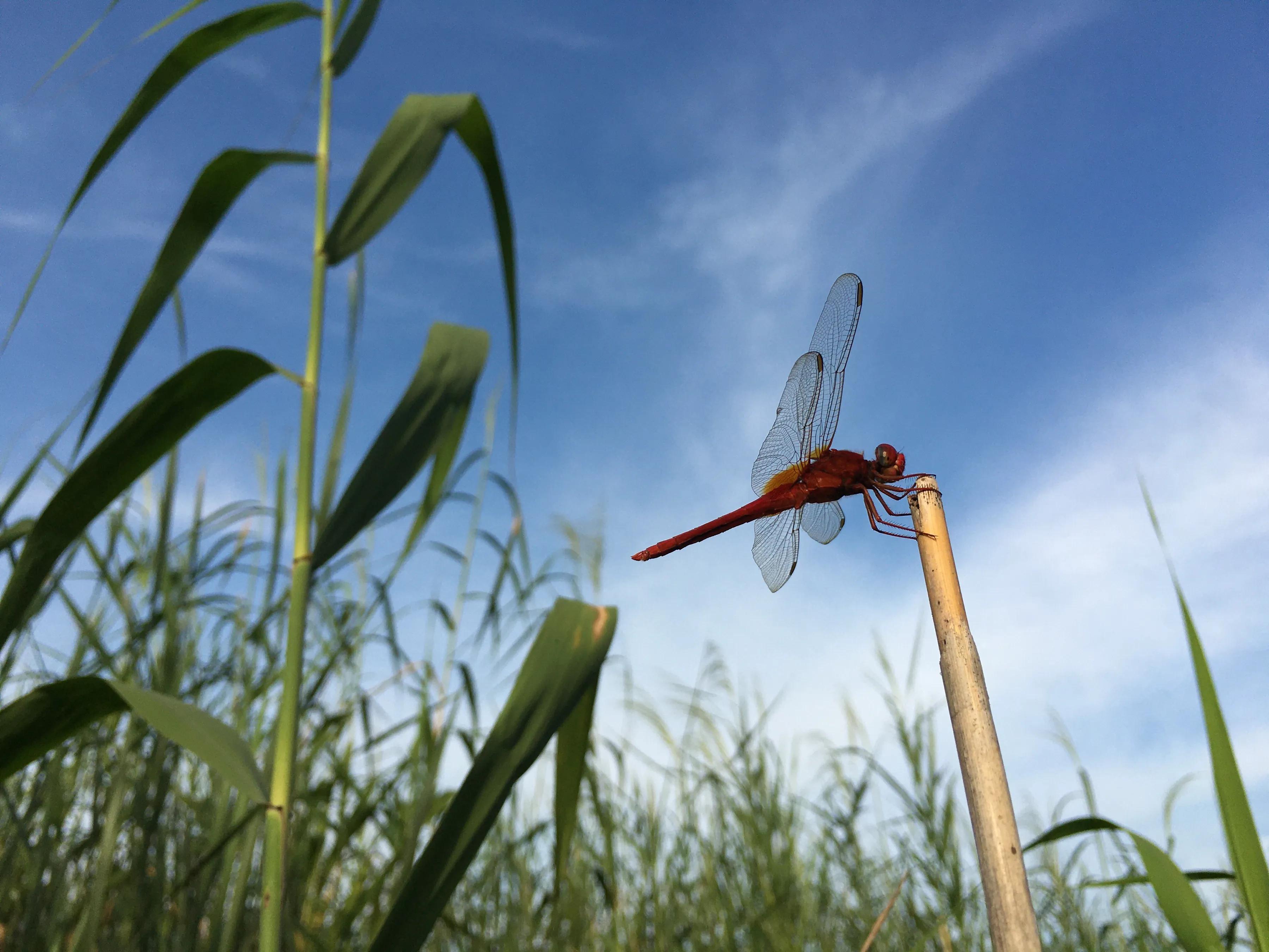 手机摄影作品集大全集,手摄世界