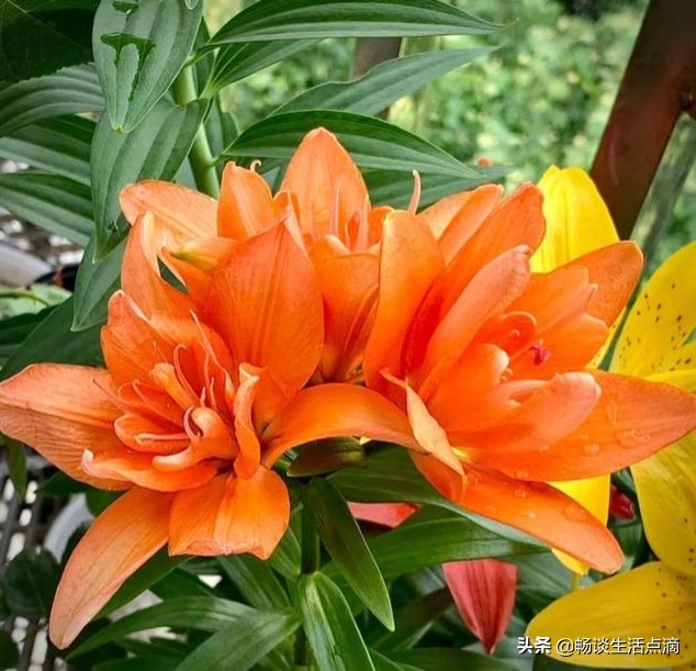 卧室放什么花卉植物比较好,夜间可以放在卧室的花卉有哪些