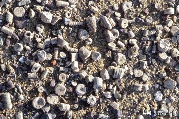 撤县设市新疆有哪些县,奇台2024年撤县设市有希望没