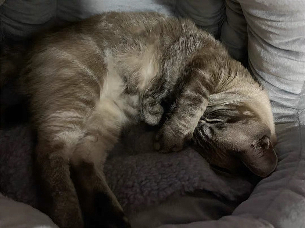 辟谣猫咪真的没有九条命,辟谣猫咪的六个谣言