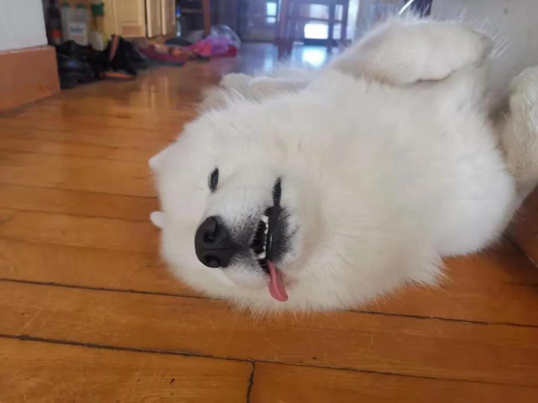 模仿狗狗睡姿,分享下你家狗子的睡姿