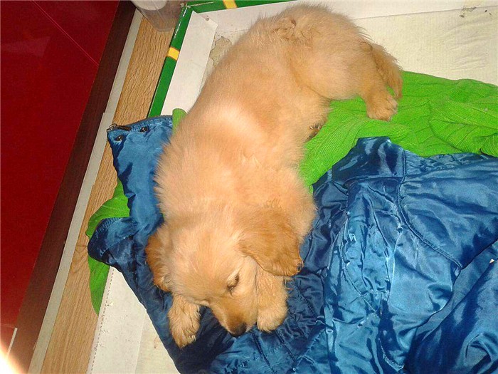 辟谣迷你狗的谣言,狗狗细小成犬后还会得吗