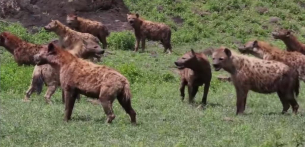 东非大草原狮子和鬣狗战争,鬣狗女王与狮群