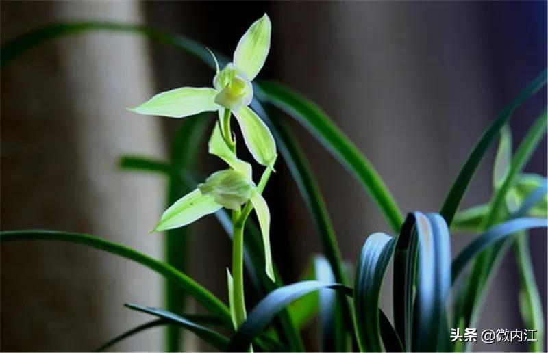 花中珍品!内江这朵花不一般,连*德朱**都很喜欢——