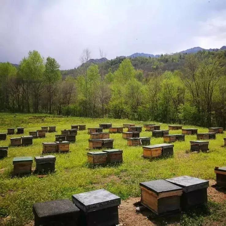 舌尖上的蜂蜜吃法,蜂蜜块嚼着吃推荐