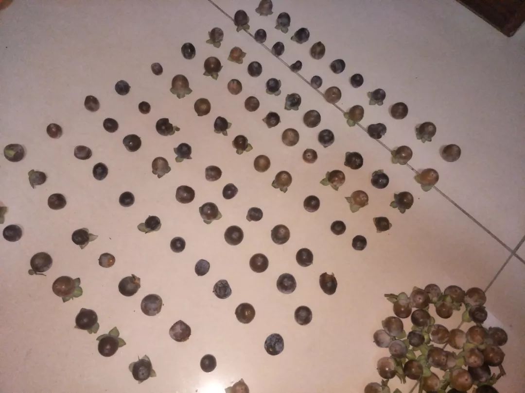 房山南北梯摘柿子,冬天去清凉山摘柿子