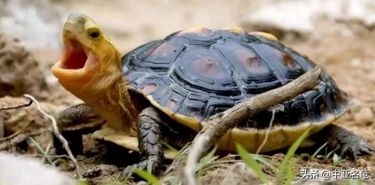 新手养龟快速入门教程,石金钱龟冬天怎么养新手必看