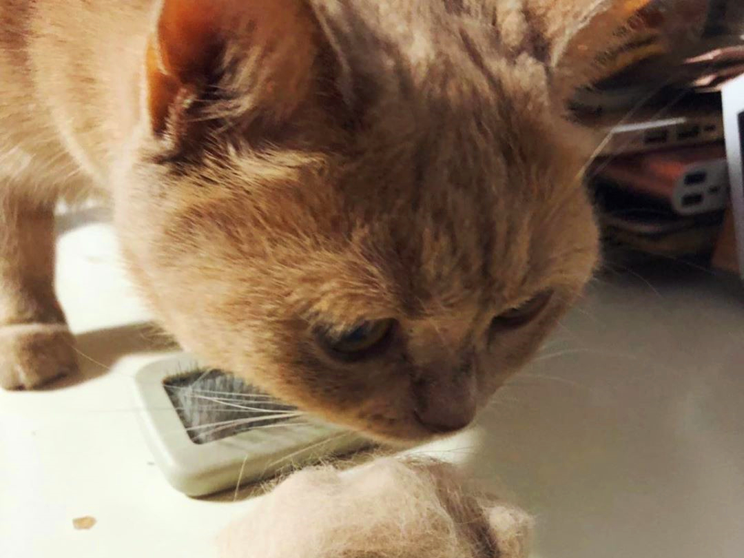 辟谣,猫咪补锰就喂它动物毛?当心爱猫肠梗阻,猫咪:刚吐完啊