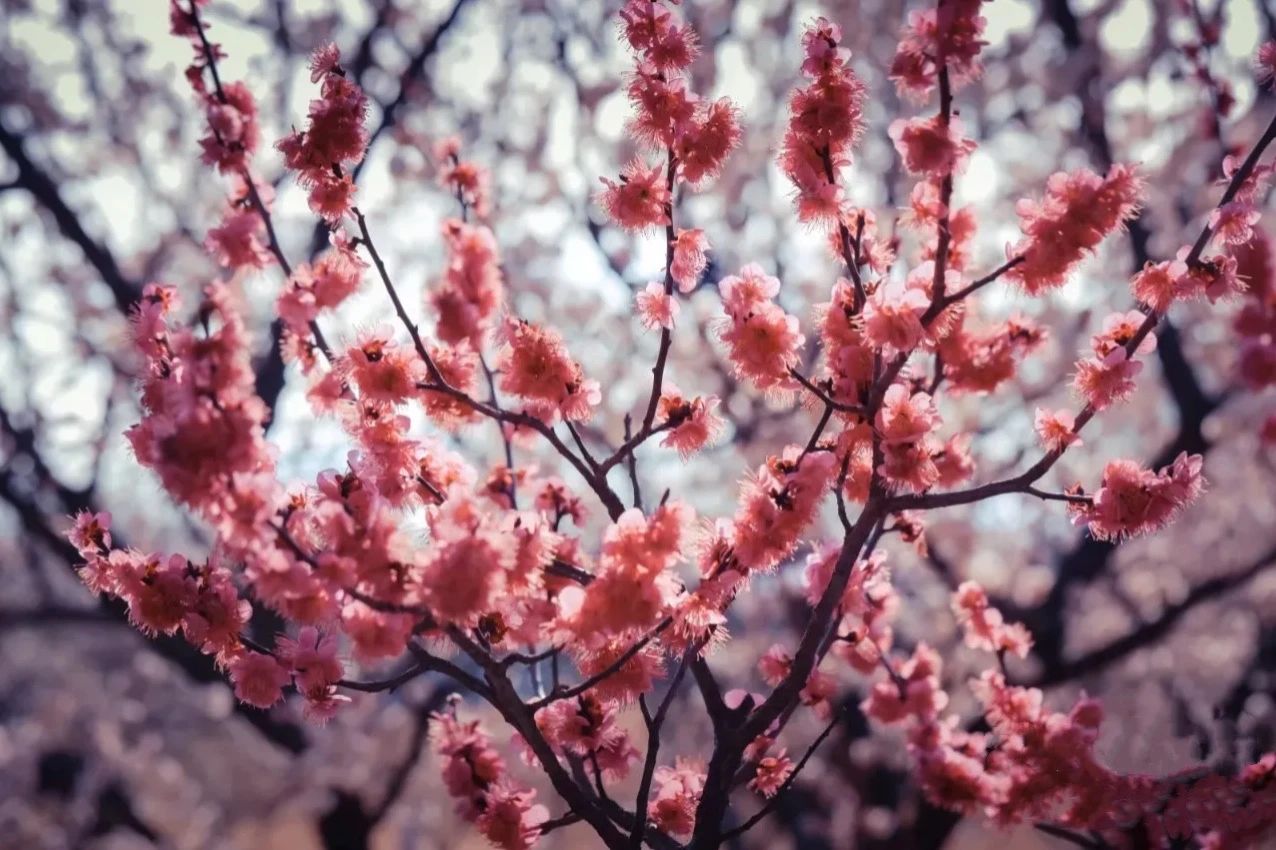 上海的热搜,最近热搜的上海