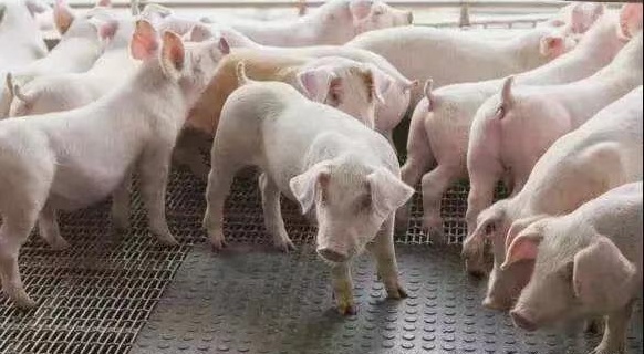 《抗非瘟战略如何布置，分期治疗是关键》——深度剖析