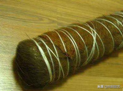 绿萝应该怎么缠绕在柱子上好看,绿萝爬柱子图片