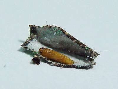 衣柜底下有黑色小虫子怎么办,衣柜里长虫子了怎么办