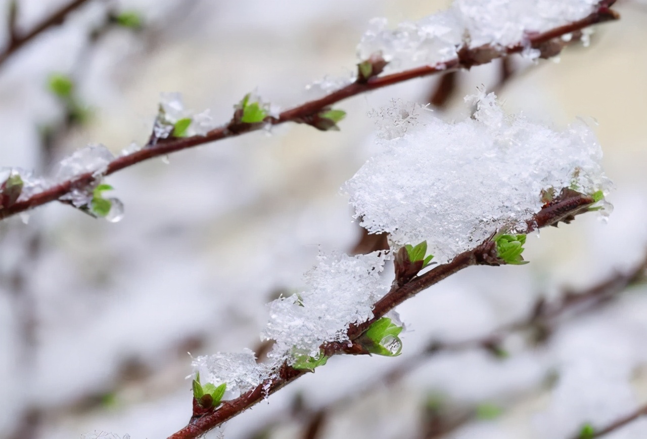 贺知章的咏柳是不是描写春天的,贺知章的咏柳诗是怎样写的