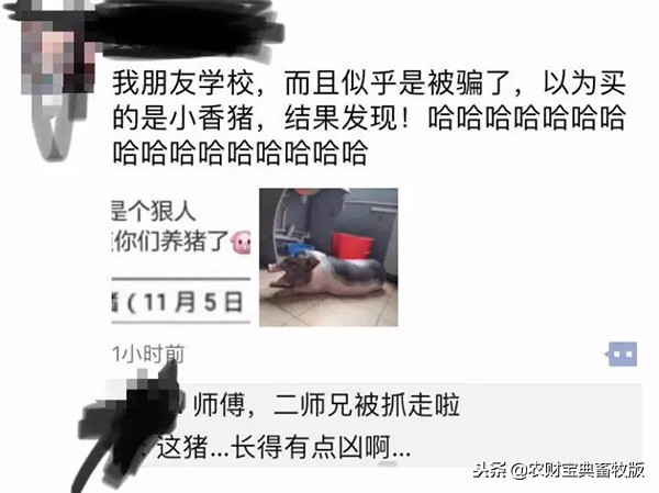 大学生宿舍养猪被发现遭通报批评,大学宿舍养猪