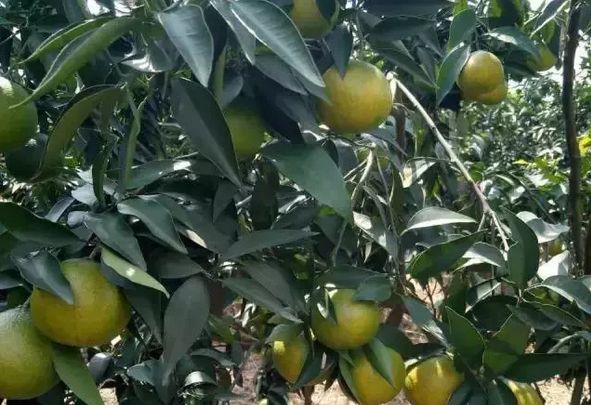 蒲江春见耙耙柑不知火丑柑,春见耙耙柑和耙耙柑有什么区别