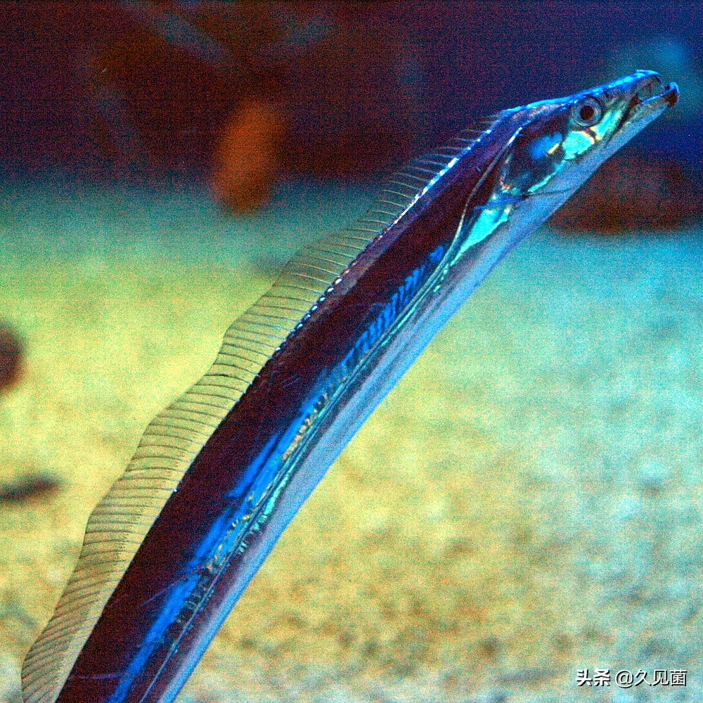 带鱼为什么会活不久呢图片,带鱼为什么出水就活不了