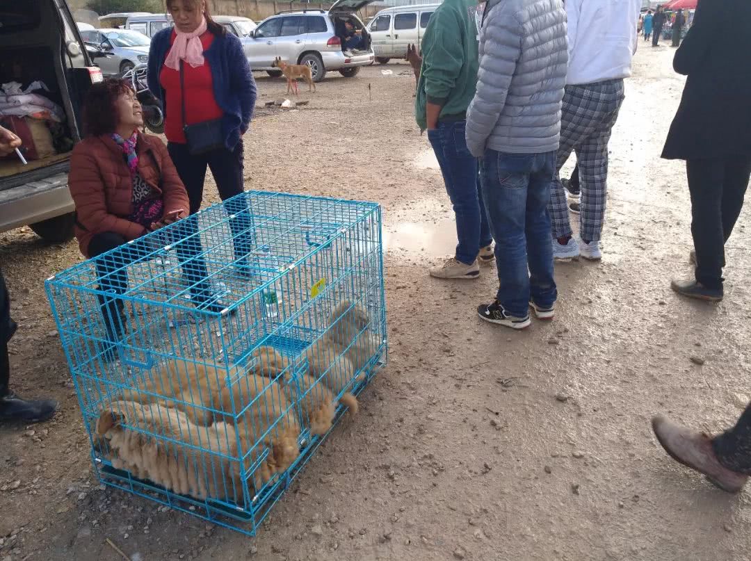 金毛狗市场幼犬出售,金毛狗50元一只批发直播卖