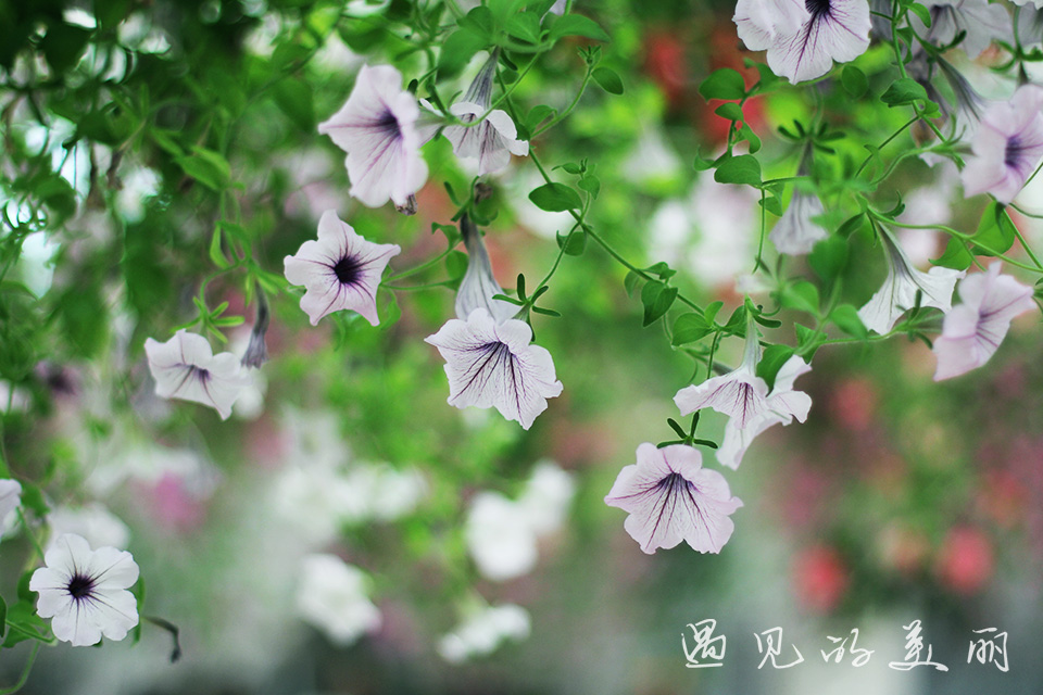 百万葵园有多坑,百万葵园免门票