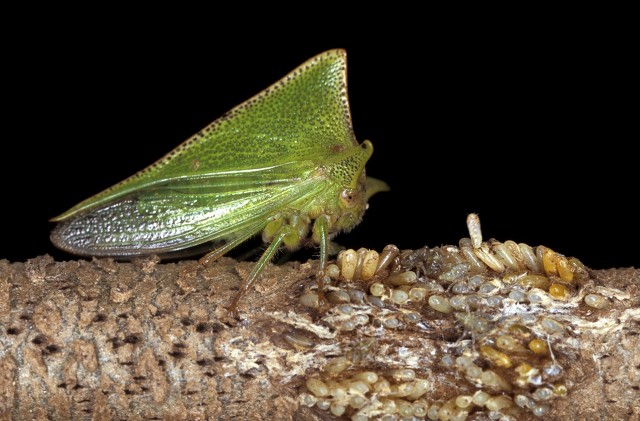 昆虫记蝉被称为什么,昆虫记蝉的特点和生活特征