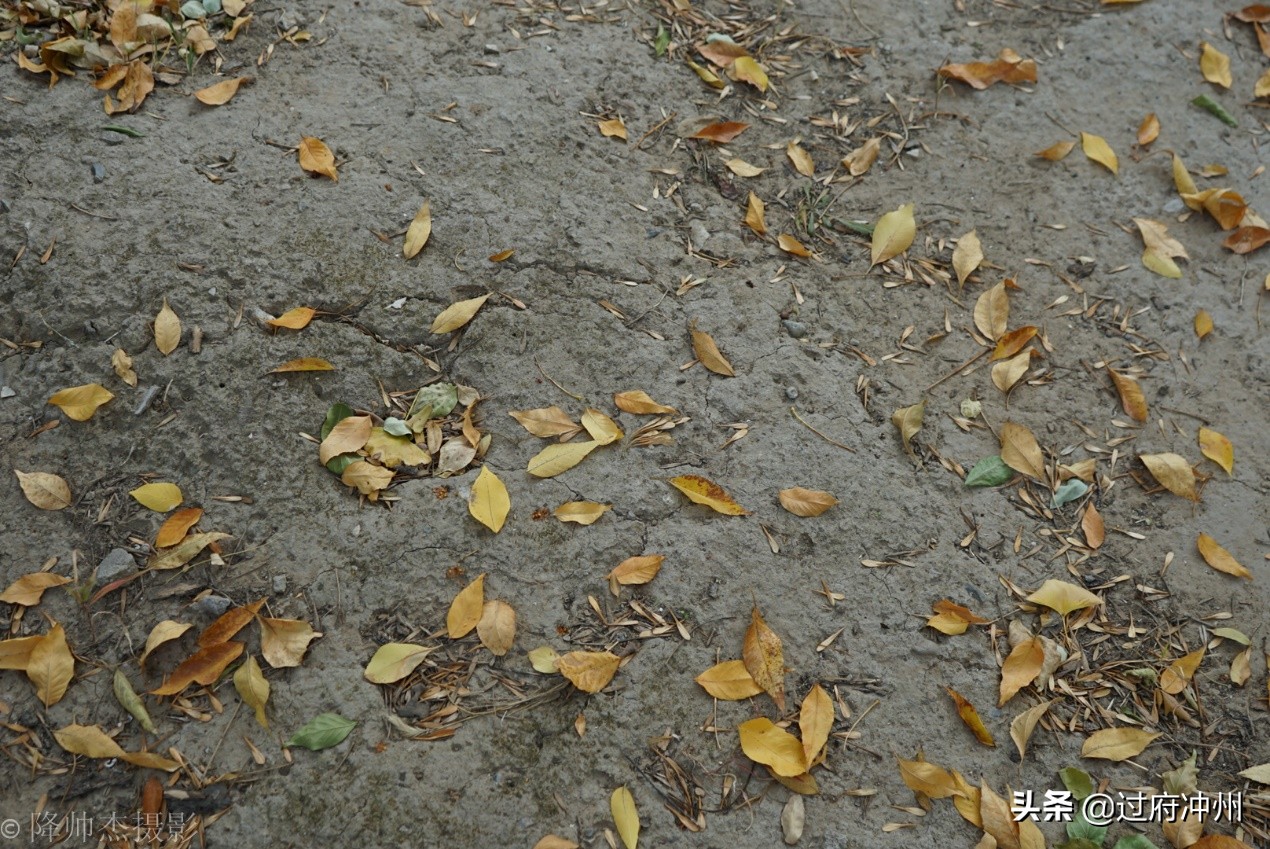 北京最大的森林公园大兴,北京最大环城公园