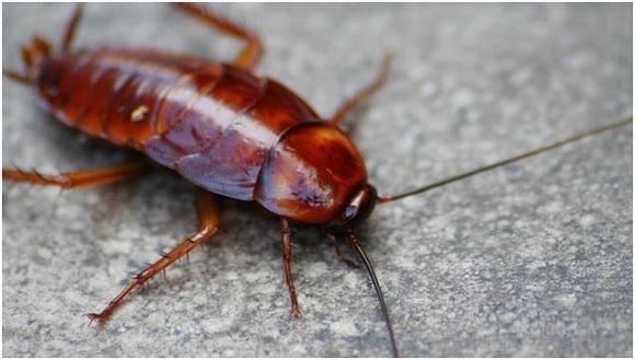家里有蟑螂怎么才能迅速的消灭掉,家里有蟑螂怎样能彻底消灭掉