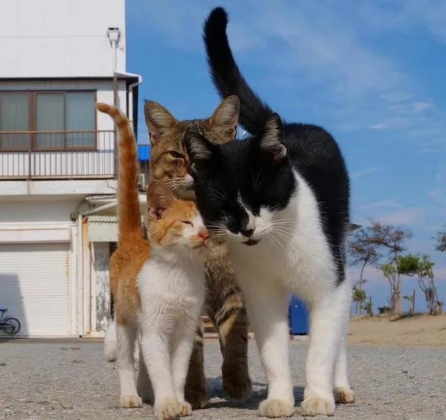 猫咪非常胆小如何训练,猫咪的胆子锻炼