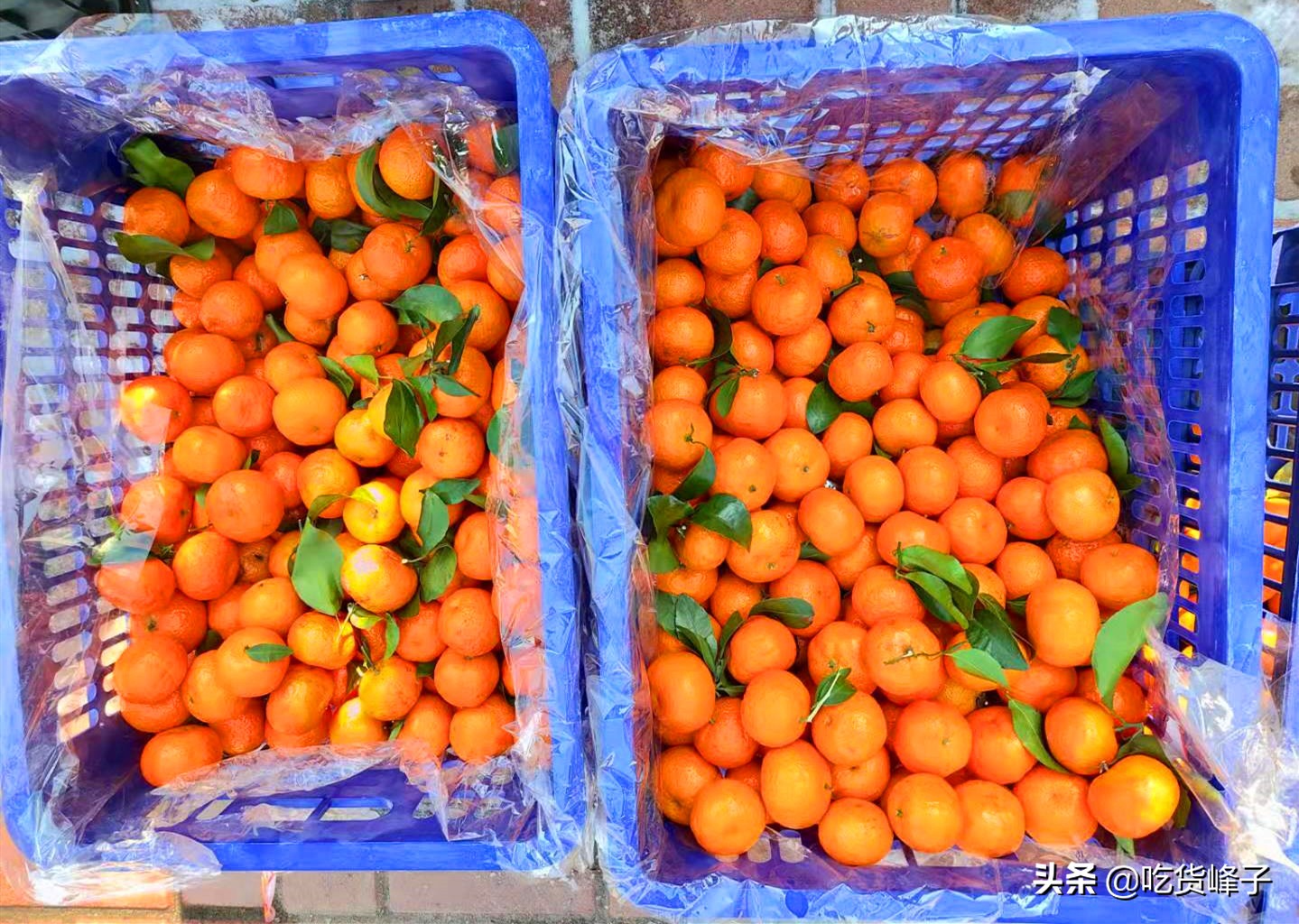 砂糖橘哪个季节好吃,过年少不了的砂糖橘