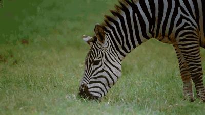 斑马斑马你不要睡着啦什么意思,斑马斑马你不要睡着啦是什么意思