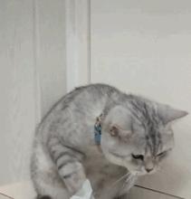 猫应激反应铲屎官,猫咪被吓应激大小便失禁还能活吗