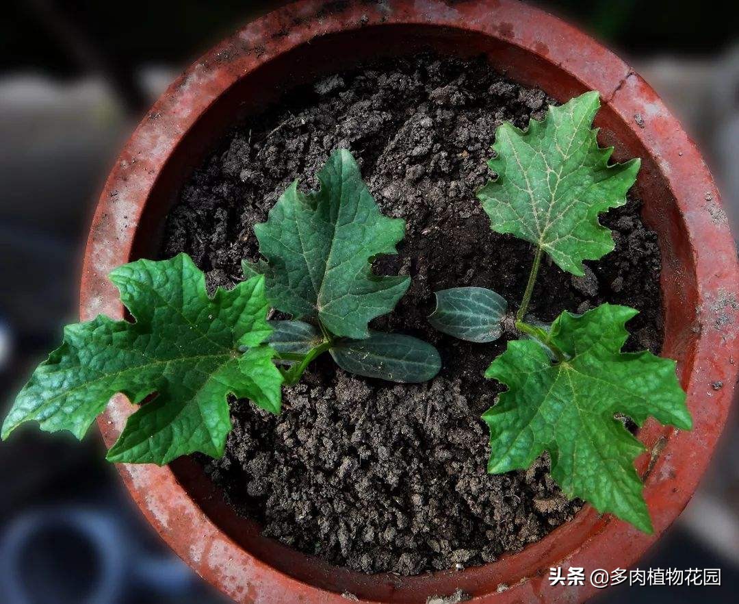 在家养花浇什么水土壤不板结,用什么肥养花才能使土壤不板结