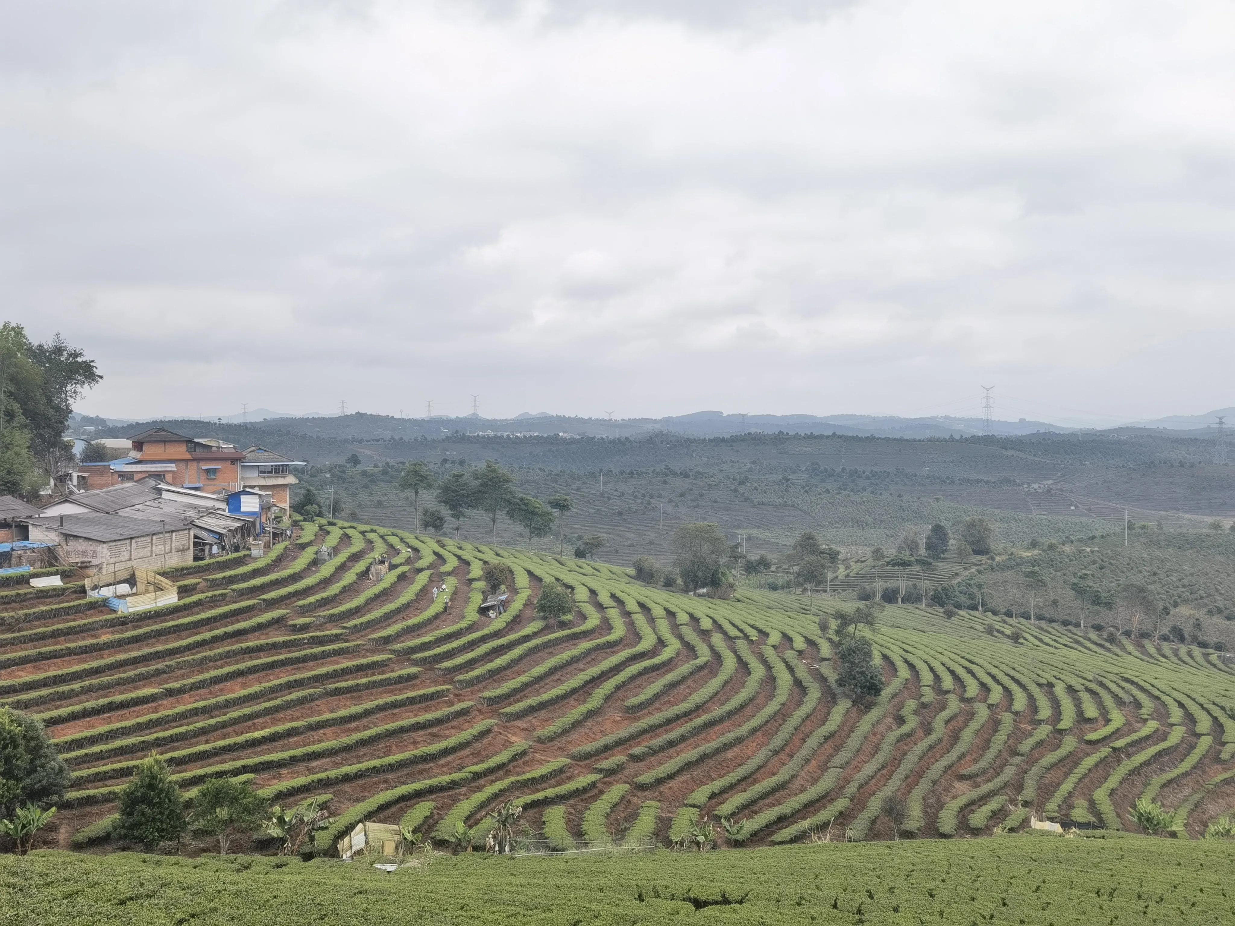 大渡岗十大名茶,大渡岗茶山文化