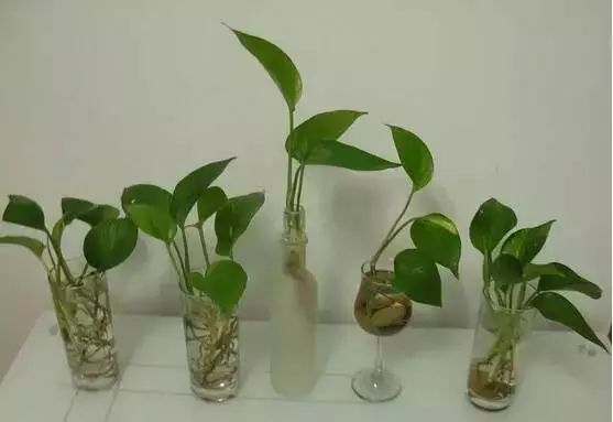 谁说绿萝知识浇浇水?很多人都养错了,绿萝应该这么养