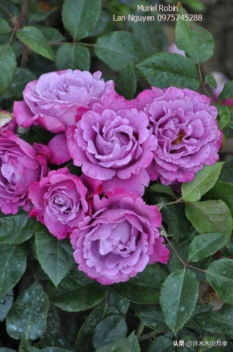 月季常见4种病,月季黑杆病怎么处理