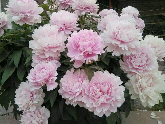 芍药花的养护方法文字,芍药的切花养护方法