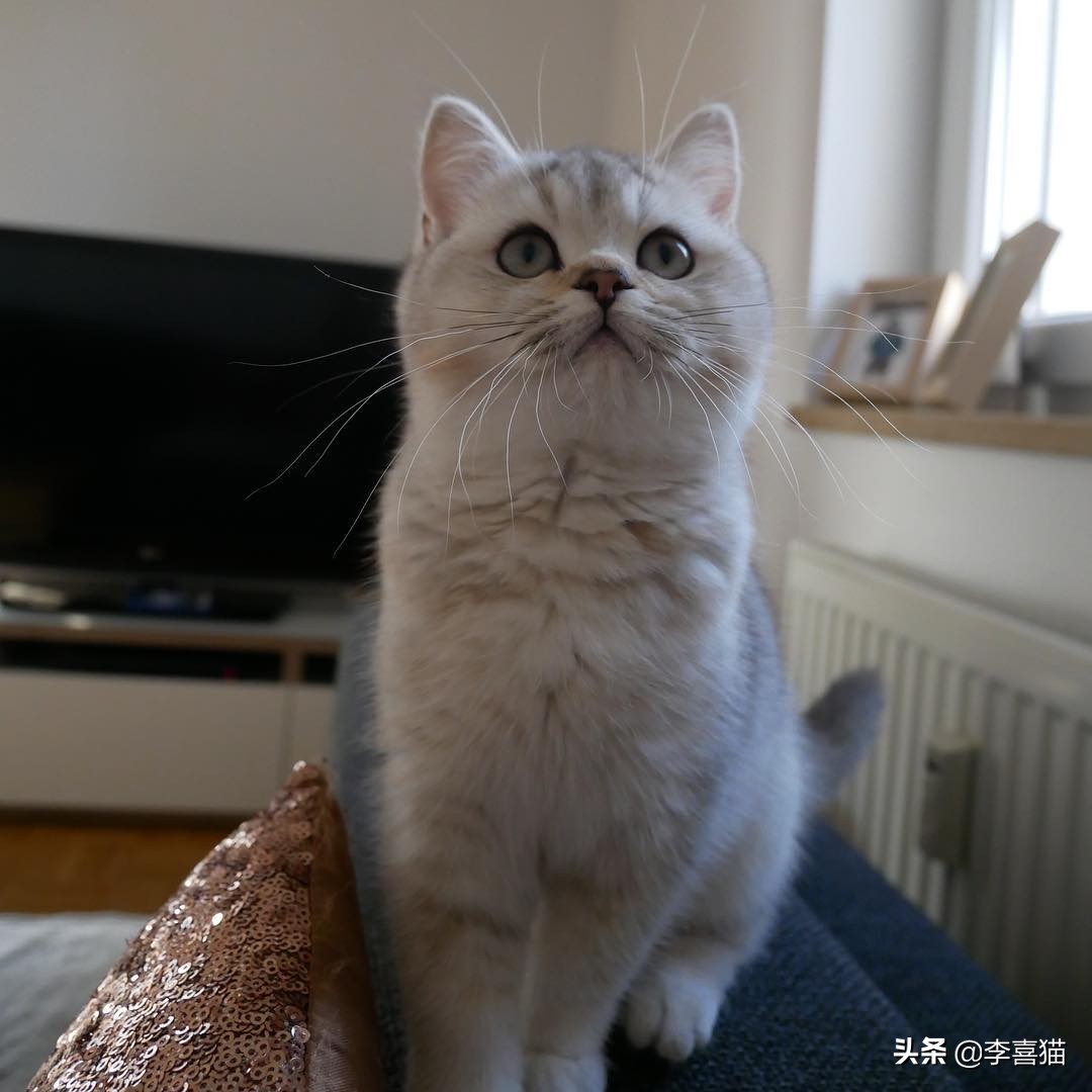 猫咪喂猫粮还抓老鼠吗,猫咪是天生会抓老鼠吗要不要教